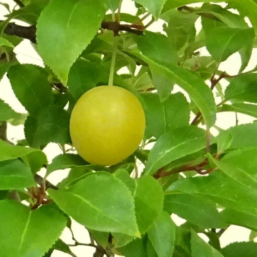 Prunus cerasifera, Mirabelle, Frucht
